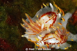 A fiery love affair by Peet J Van Eeden 